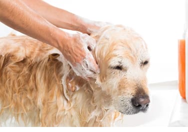 Dog bathing with baking soda