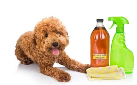 Dog with Vinegar and Water bottle