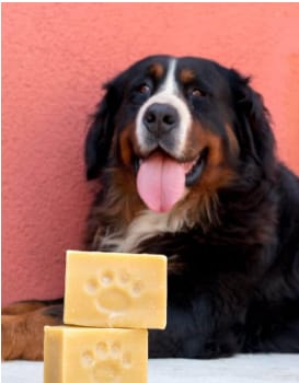 Dog with Castile soap