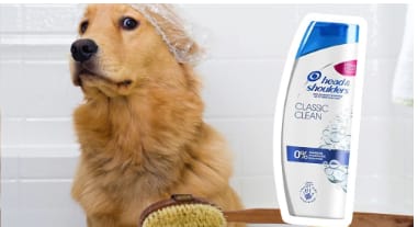 Dog with human shampoo