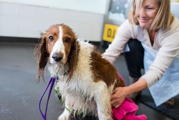 Woman bathing a dog