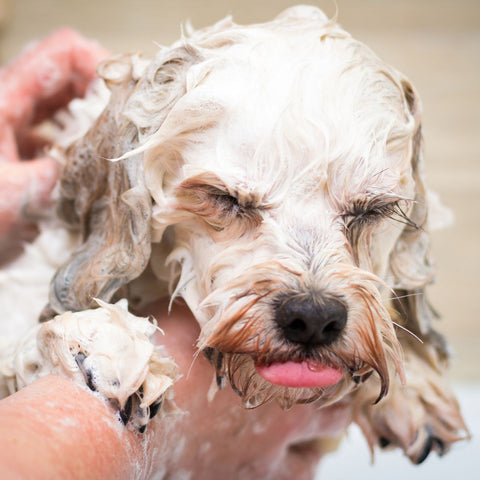 Dog hesitate for bad ingredients in his shampoo