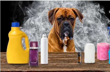 Dog Cover with Perfumes and their fragrance