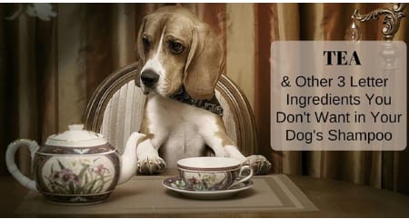 Dog sitting on chair with cup of tea