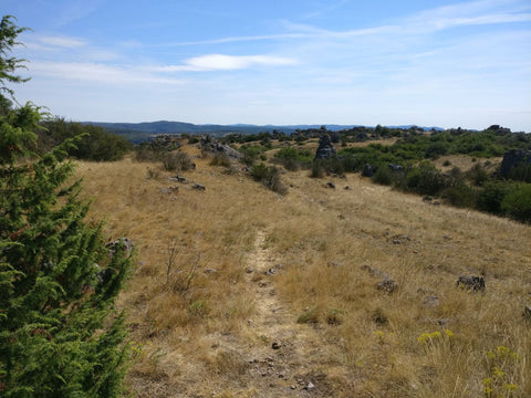 Walks in Languedoc - The Escandorgue plateau