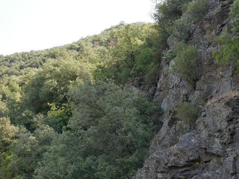 Cévennes, near Sumène