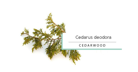 Himalayan Cedarwood essential oil