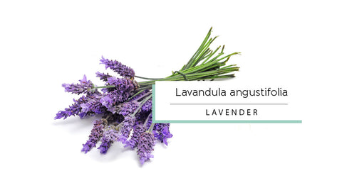 Lavender essential oil