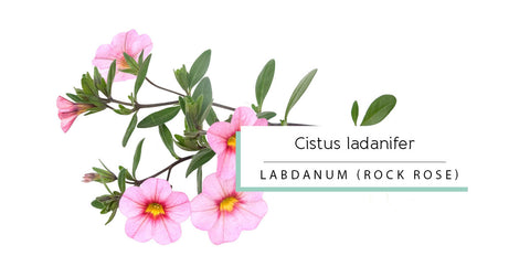 Labdanum - Rock Rose essential oil