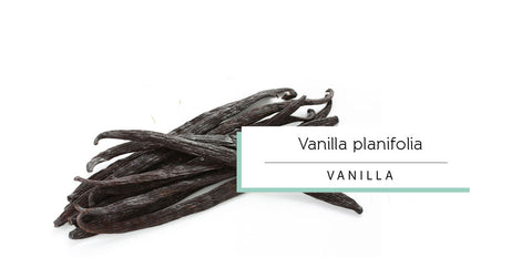 Vanilla essential oil