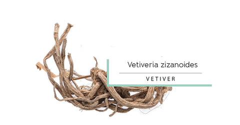 Vetiver essential oil