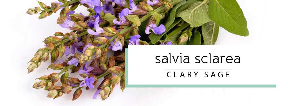 clary sage essential oil profile and uses
