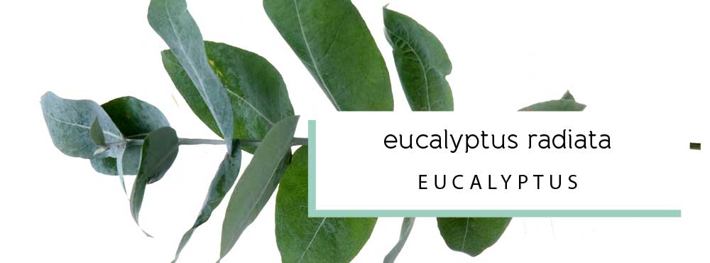 eucalyptus radiata essential oil profile and uses