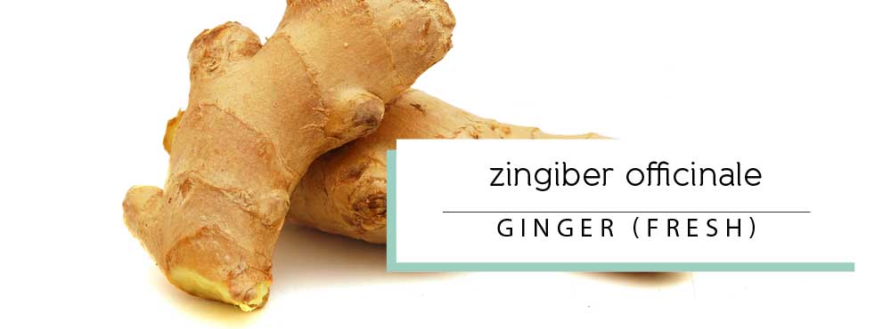 ginger essential oil profile and uses