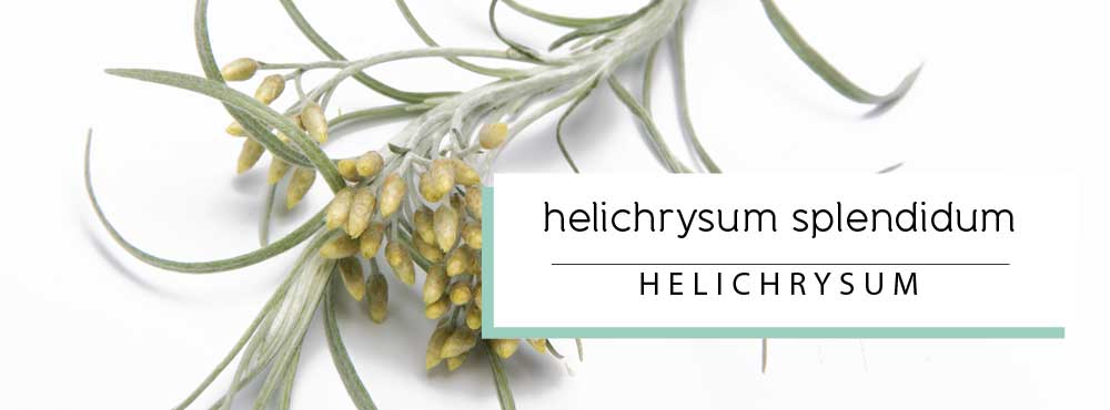 helichrysum essential oil profile and uses