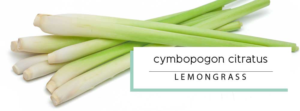 lemongrass essential oil profile and uses