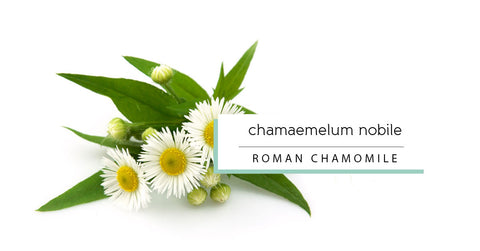 Roman Chamomile essential oil