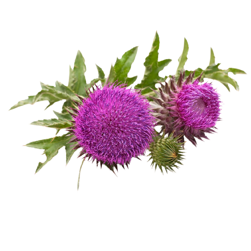 Milk_Thistle_Fruit_Extract