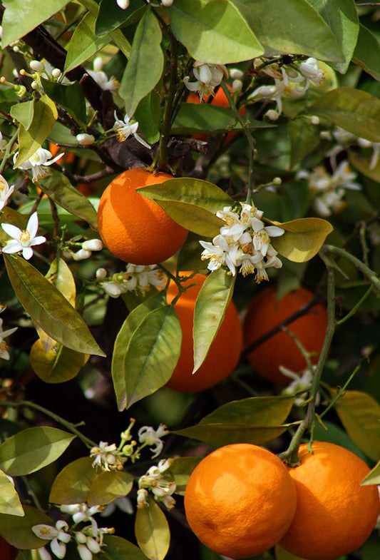 Encens parfumés - NEROLINA Fleur d'oranger