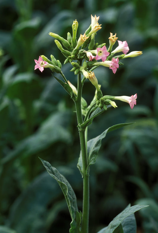 Encens parfumés - NEROLINA Fleur d'oranger