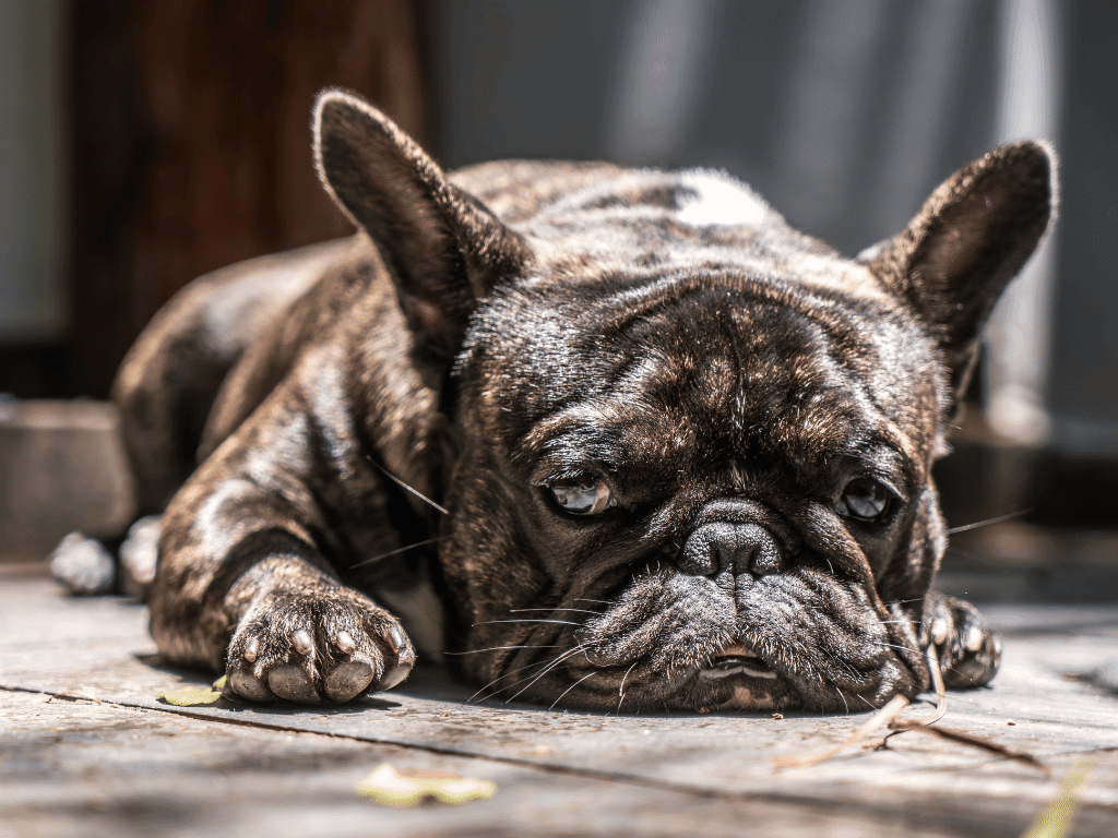 Digestive Upsets in Dogs