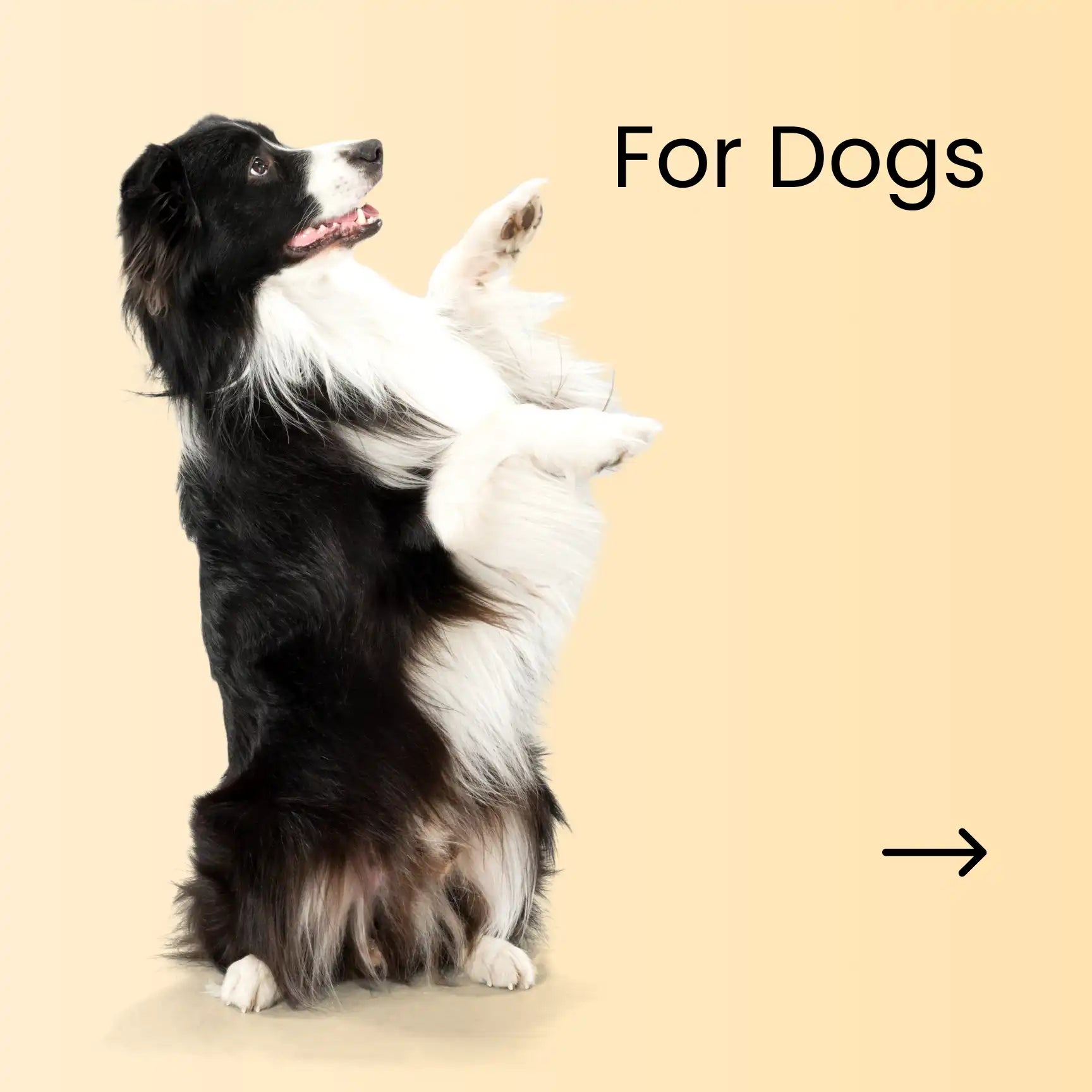 Dogs