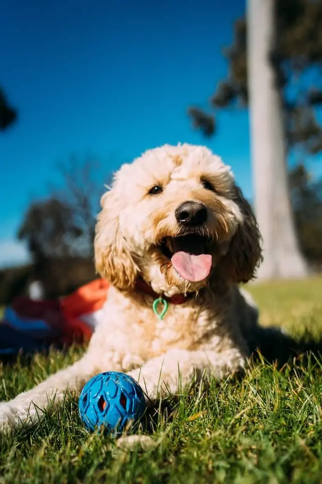 Why Does My Dog Cry When He Plays with Squeaky Toys?