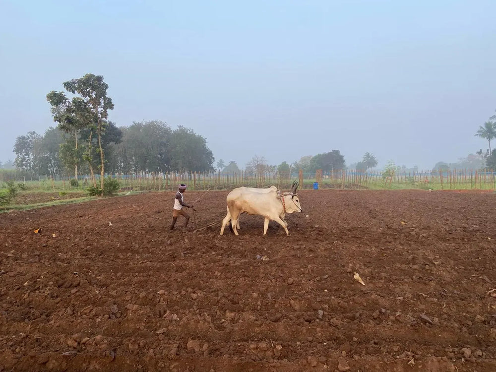 sustainable farming systems.webp