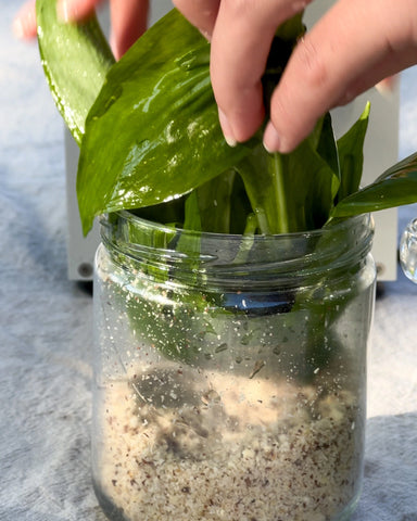 ajoutez les feuilles de basilic au mélanger pour préparer votre pesto