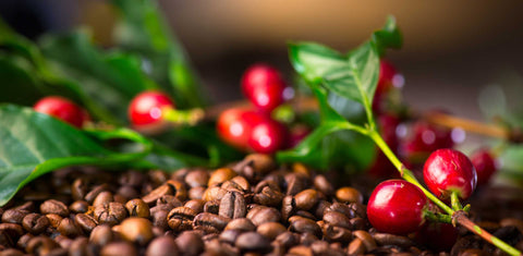 Coffee cherries and roasted coffee beans
