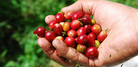 Panamanian hand-picked coffee