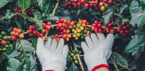 A pair of hands picking coffee