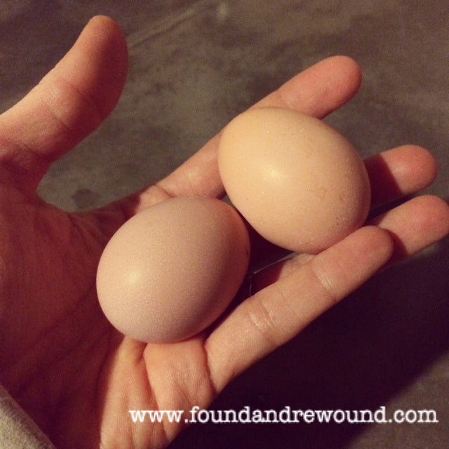 first chicken eggs from new flock of hens