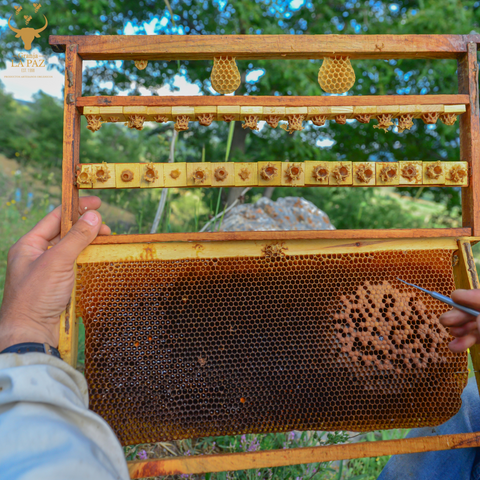 jalea real fresca ecológica granja la paz blog bio