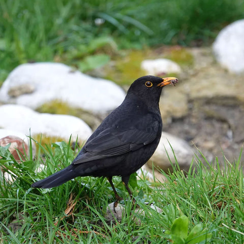 blackbird on lawn