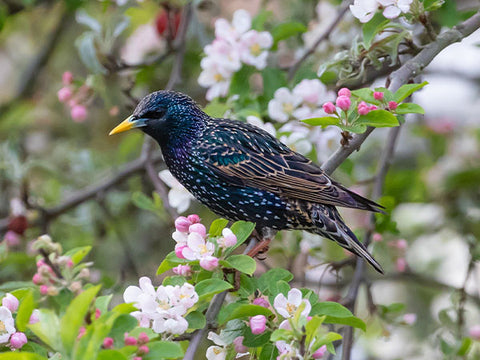 starling on branch