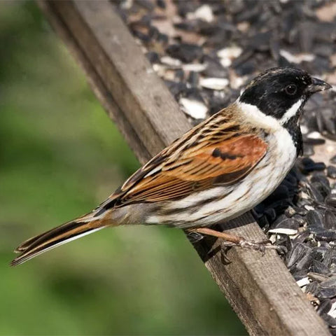 reed bunting