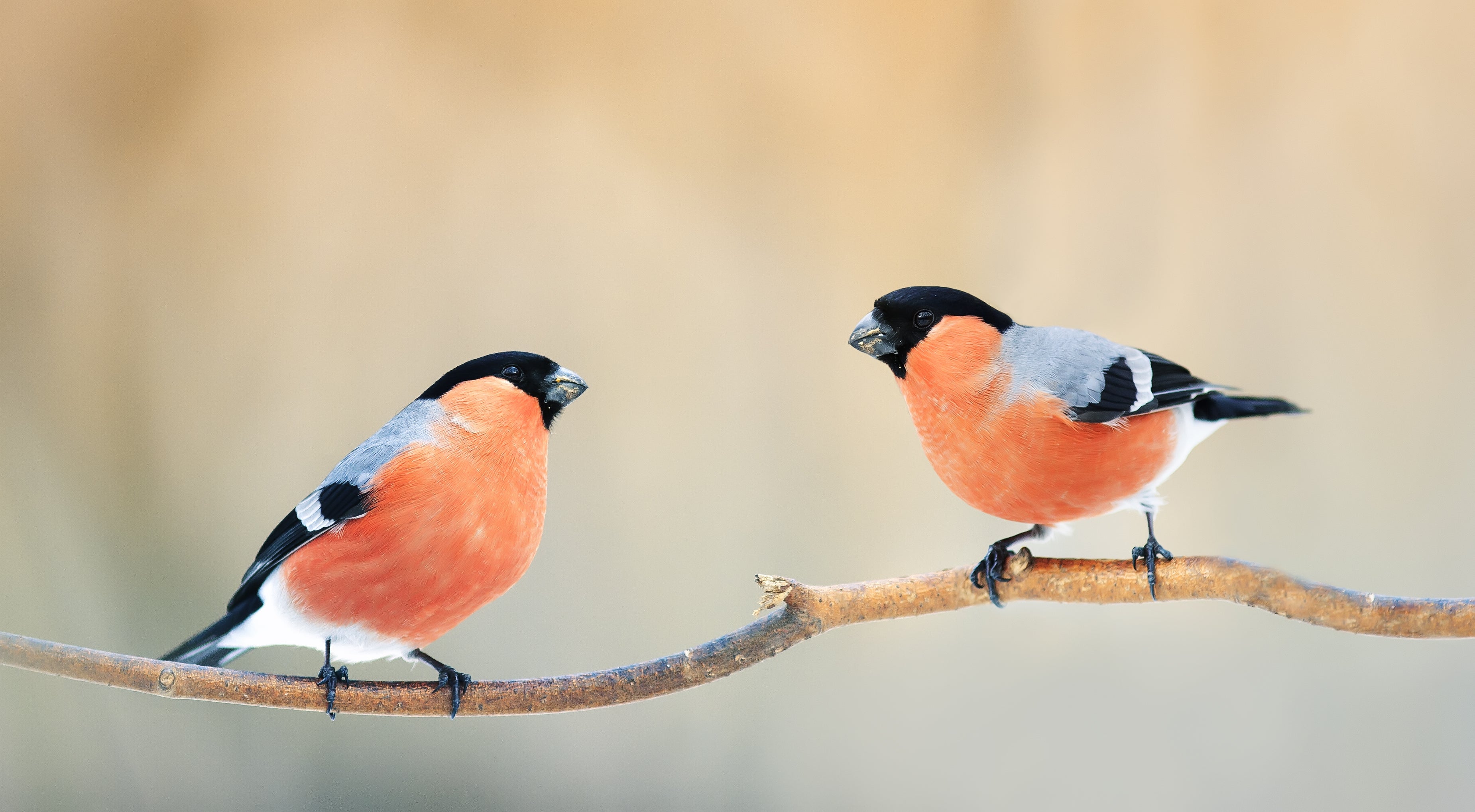 bull finches on branch