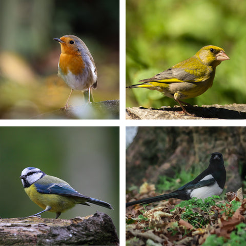 Robin, Greenfinch, Blue Tit, Magpie
