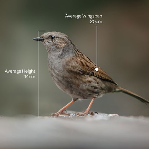 dunnock