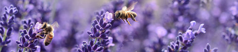 Bees on lavender 