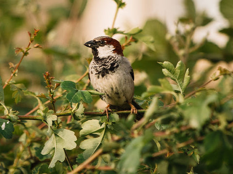 house sparrow on branch