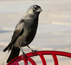 jackdaw