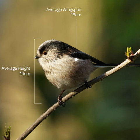 long tailed tit