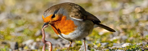 Robin eating earthworm