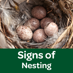 signs of nesting