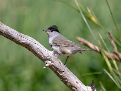 black cap on branch