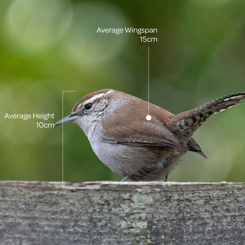 wren