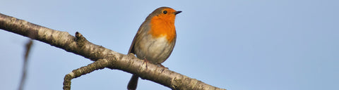 Robin on branch