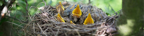 Birds nesting